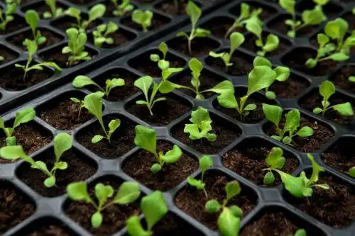پیت ماس نورد اگری NA SEEDING TS (بستهبندی 1 کیلوگرمی)