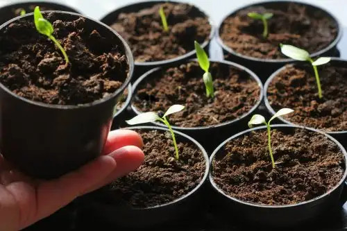 پیت ماس نورد اگری NA SEEDING TS (بستهبندی 1 کیلوگرمی)