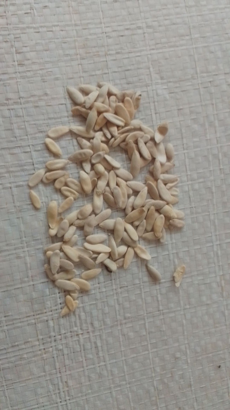 بذر خیار چنبر (فروش عمده)