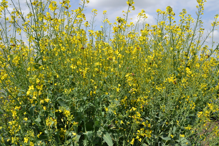 بذر کلزای بهاره رقم مهتاب